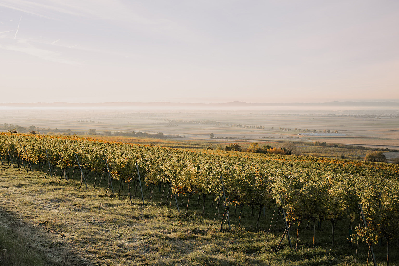 Weingärten mit Ausblick aufs Weinviertel.