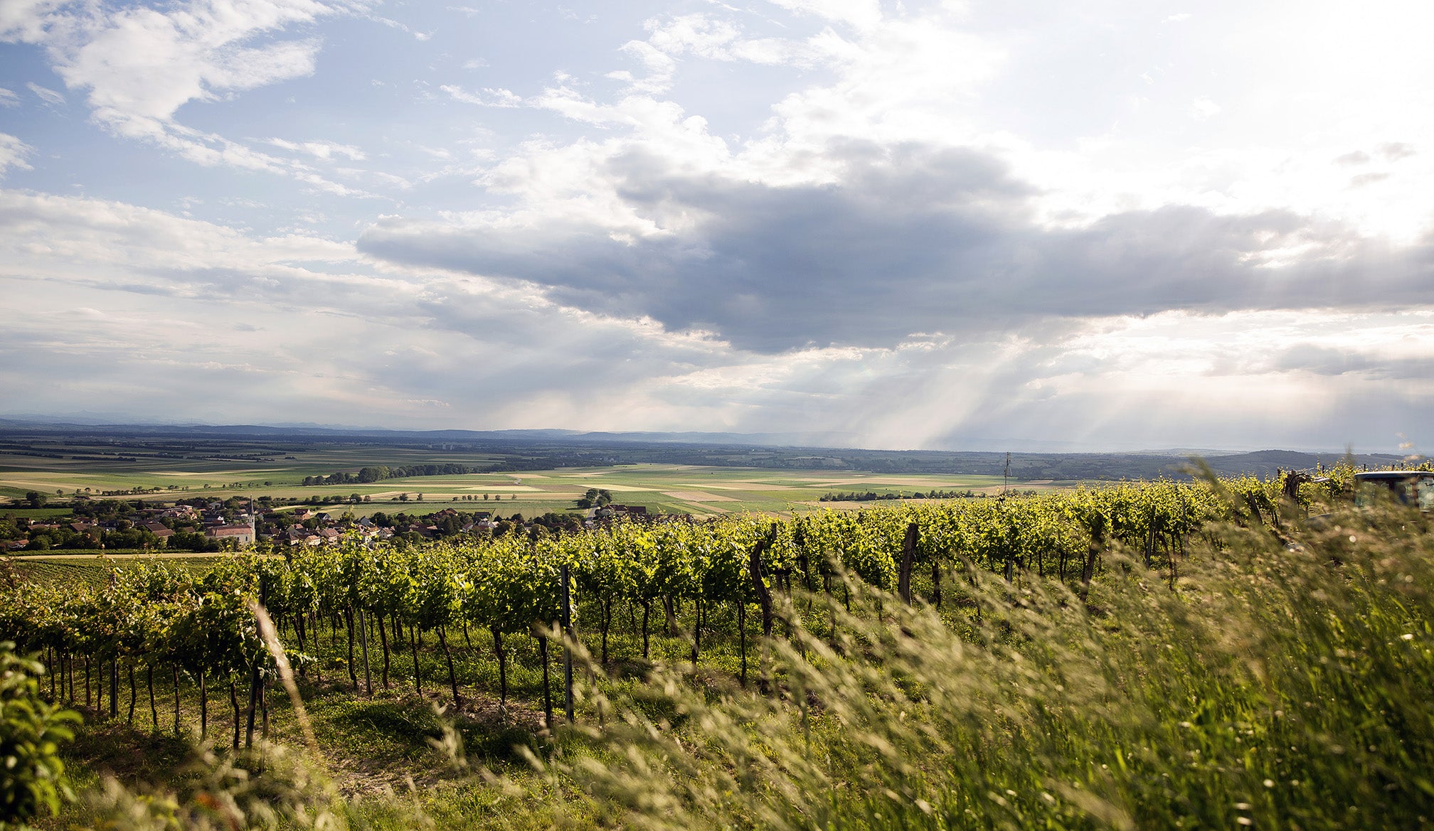Weingärten und im Hintergrund Wolken mit Regenschauer.
