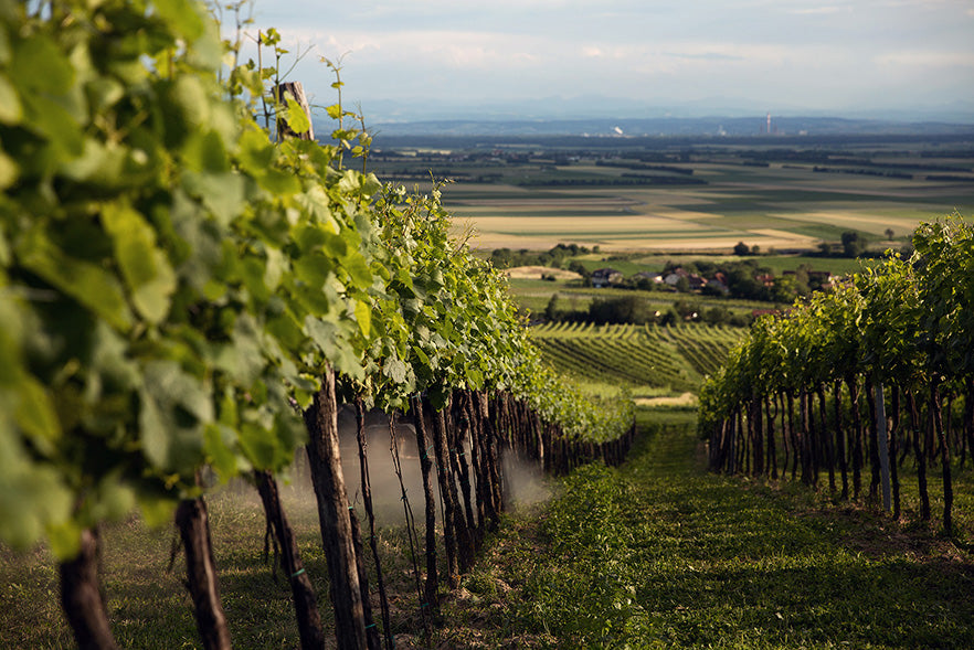 Weingärten von oben, mit Blick runter ins Weinviertel.