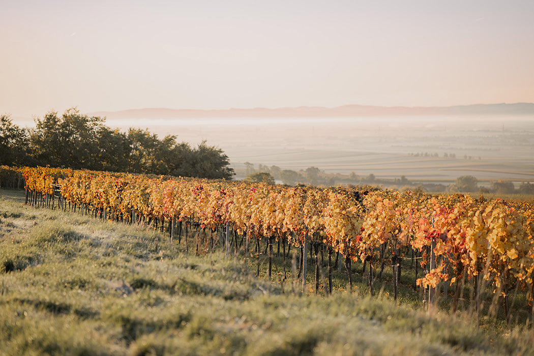 Weingärten im Weinviertel.