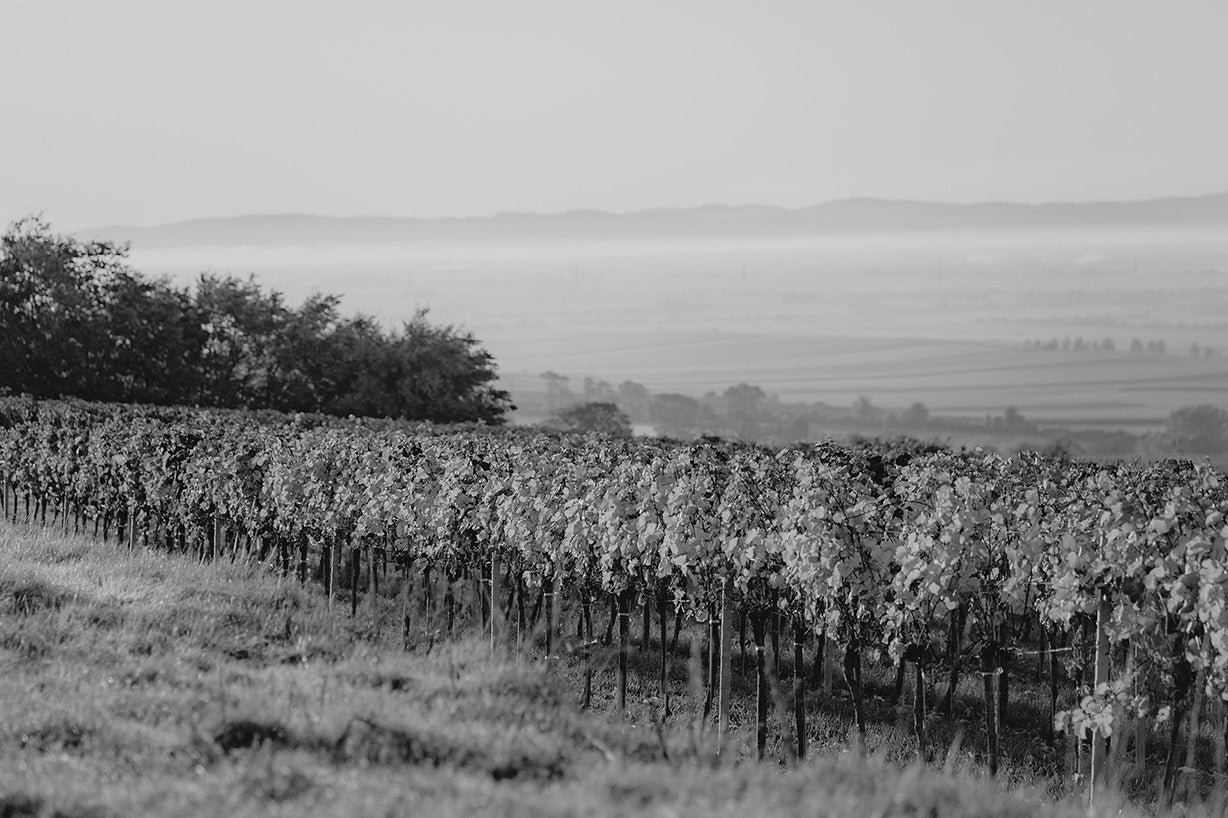Weingarten mit Blick auf das Weinviertel in Schwarz Weiß.
